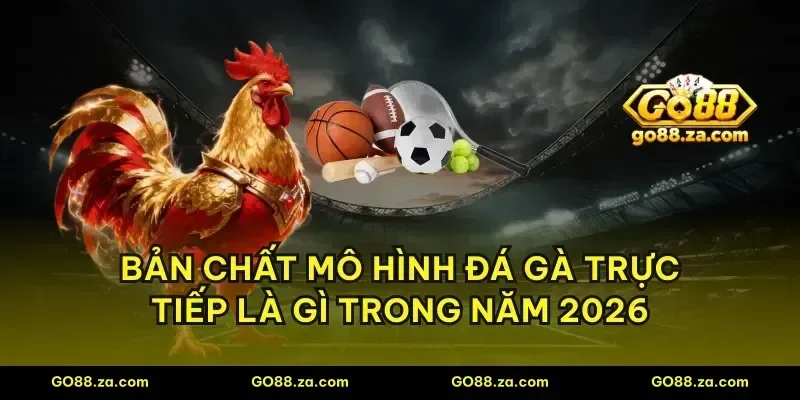 Bản chất mô hình đá gà trực tiếp là gì trong năm 2026